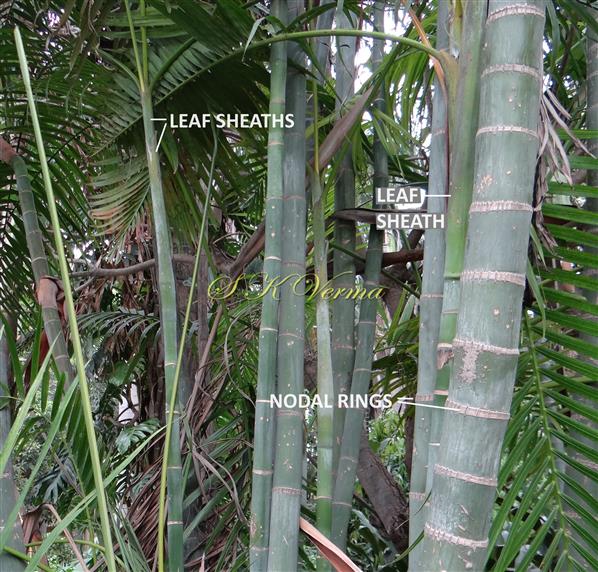  Stems with leaf sheath
